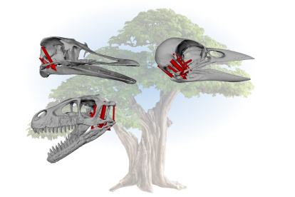 Ilustración que compara los cráneos de pájaro, reptil y dinosaurio. EFE/Crédito: Alec Wilken, Casey Holiday/Universidad de Chicago