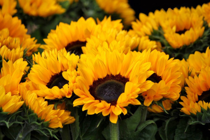 El 21 de marzo varias personas regalan flores amarillas a sus seres queridos.
