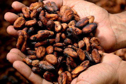 Las exportaciones de cacao han subido debido al mayor precio internacional.