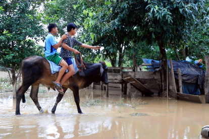 Dos personas utilizan una vaca para cruzar los caminos y calles inundadas tras el desbordamiento del río Beni por las fuertes lluvias.