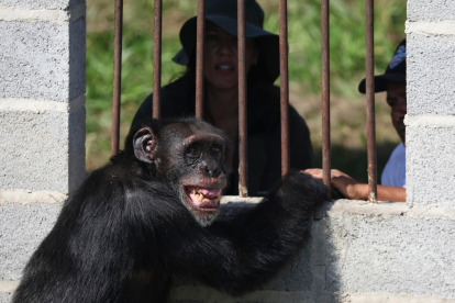 Yoko era el último chimpancé que se encontraba en cautiverio en Colombia.