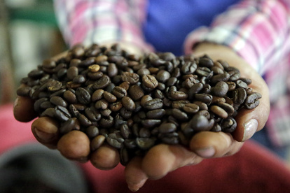 Un agricultor muestra el café que acaba de cosechar.