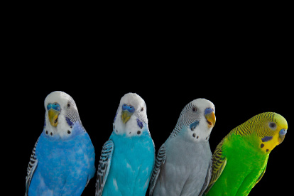 Fotografía de algunos de los loros usados en este estudio, pertenecientes a la especie conocida como periquitos. Fotografía facilitada por Christopher Auger-Domínguez. EFE