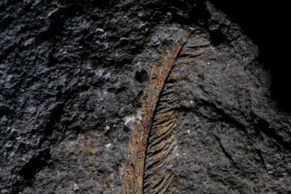 Imagen de una pluma fosilizada conservada con la roca volcánica. Fotografía facilitada por: