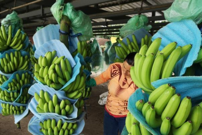 Rusia es el segundo destino de exportación del banano ecuatoriano. En 2023, se exportaron 75 millones de cajas del producto, según Asociación de Comercialización y Exportación de Banano