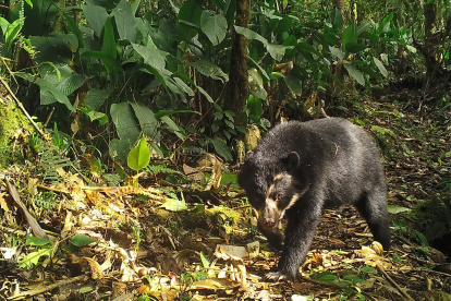 El avistamiento ocurrió en una de las fincas de Guandopungo.