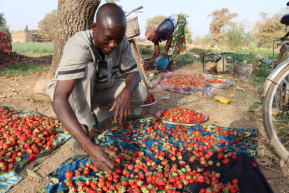 El agricultor Noufou Ouédraogo en su huerto de fresas en la capital de Burkina Faso, Uagadugú.