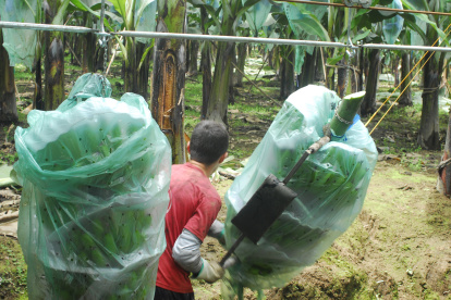 Un agricultor alista los racimos de banano para exportarlos.