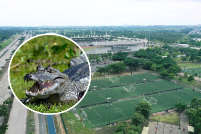 Referencial. El caimán fue encontrado en la avenida Paseo del Parque.