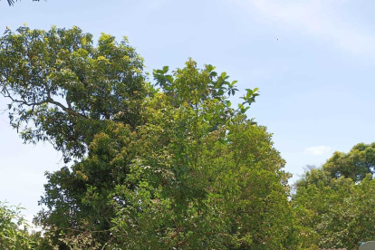 ============04 Pies de foto negro (35163167)============
Los árboles se cayeron, afectando incluso a viviendas. En otros puntos, los techados fueron destrozados por el viento.