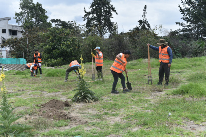 En la quebrada rellena Alugulla, 10 ciudadanos infractores hicieron hoyos para sembrar plantas nativas.