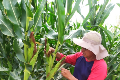 El trabajo de control del maíz en las granjas de la zona de Colonche.