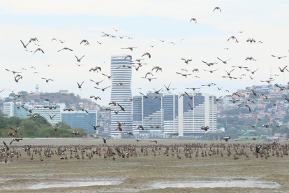 Situación. En diferentes épocas del año ha sido visible que decenas de aves se posan en zonas cercanas al aeropuerto.