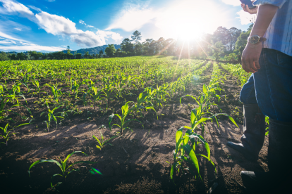 Cultivo. Un agricultor observa que este año tendrá una buena cosecha de maíz.