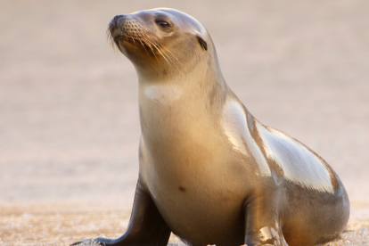 El león marino Leo, protagonista del documental de Disney+ "Leones Marinos de las Galápagos", lucha por encontrar su lugar en un mundo lleno de desafíos naturales.