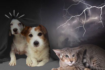 Los animales de compañía son sensibles ante el ruido de los truenos.