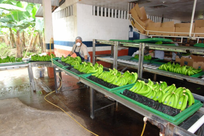 El banano ecuatoriano ingresará con el 10 % de arancel a EE.UU.