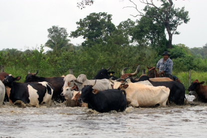 Ganaderos bolivianos pasean su rebaño en medio de las inundaciones causadas por las inmensas lluvias que azotan el país.