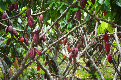 El cacao ecuatoriano ingresará a Estados Unidos con el 10 % de arancel.