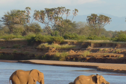 Elefantes cruzando el río Ewaso Ewaso Ng"iro (Samburu, Kenia).