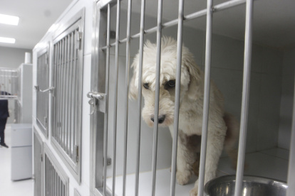 Rescates. Los perros que son rescatados se mantienen durante un tiempo enjaulados hasta que logren tener la documentación completa y poder ser puestos en adopción.