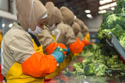 El brócoli, que hoy paga un arancel del 14,9%, ahora empezará a pagar un 24,9 %.