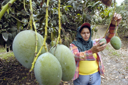 La industria del mango es de las más afectadas por el nuevo arancel global de EE.UU.