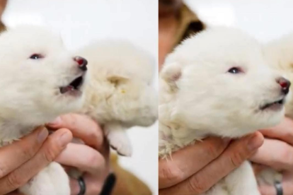 Primero cachorros de lobos terribles.
