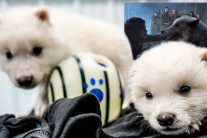 Rómulo y Remo, los primeros lobos terribles “resucitados” por ingeniería genética.