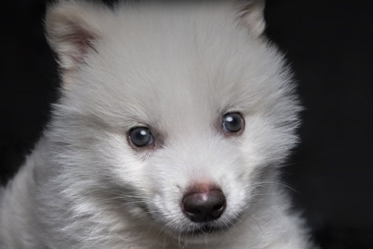 Cachorro de lobo terrible.