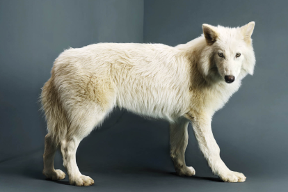 Reviven al “Lobo Terrible” tras 10.000 años extinto.