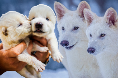 No son lobos extintos traídos de vuelta, sino lobos grises modificados genéticamente para parecerse a los legendarios huargos.