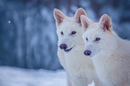 Fotografía cedida por la empresa Colossal Biosciences donde aparecen los dos lobo huargo, Rómulo y Remo a los seis meses de edad.