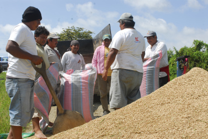 Un grupo de agricultores trabajan en la cosecha del arroz.