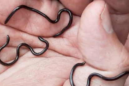 Tres individuos vivos en la mano de un investigador para mostrar su tamaño.