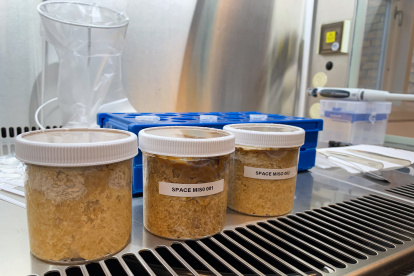 Muestra de tres tipos de miso tras la fermentación.