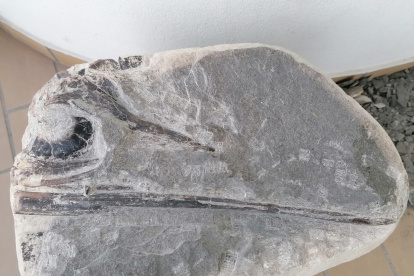 Este ejemplar, datado en más de 190 millones de años (Jurásico inferior), ha sido denominado Gadusaurus aqualignues