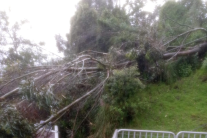 Sobre una de las cabinas del Teleférico cayó un árbol la tarde de este 10 de abril de 2025.