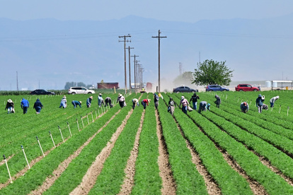 Los trabajadores agrícolas trabajan en los campos al sur de Bakersfield, en el granero del condado de Kern, California, el 9 de abril de 2025.