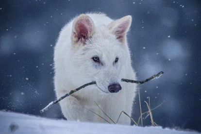 Cachorros de lobo gigante, como este, son un avance genético, no una especie revivida, dice el experto