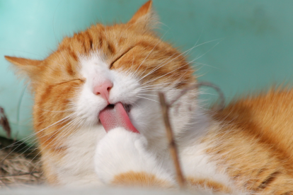 Un gato evita el agua, un comportamiento típico y con argumentos, explicado por expertos