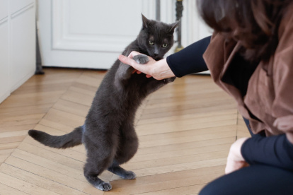 La tenencia de gatos en los apartamentos parisinos ha aumentado.