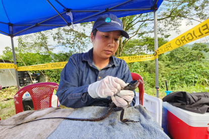 Rescate. Médicos veterinarios atienden a los a varios reptiles en Cube.