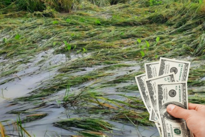 Los agricultores son algunos de los más perjudicados por el invierno en Ecuador.