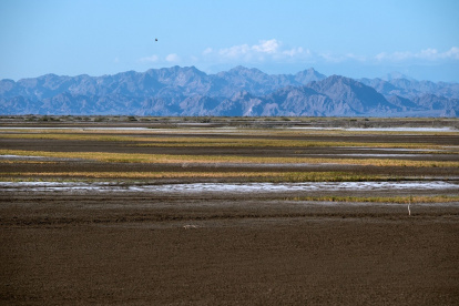 Imagen del pasto salado (Sal grass) en el delta del Río Colorado, Valle de Mexicali, Baja California, México, captada el 4 de abril de 2025.
