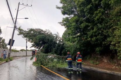 En los sectores de La Armenia, Guápulo, Guangopolo y Llano Chico se reportaron  caída de árboles
