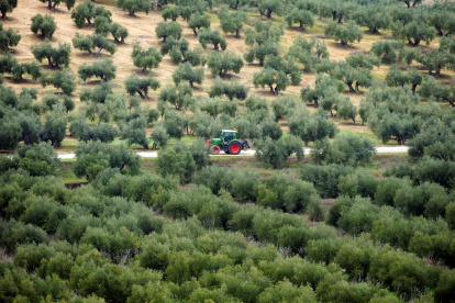 Campos de olivos en Lopera, cerca de Jaén, durante un proyecto de instalación de plantas fotovoltaicas, el 24 de marzo de 2025.