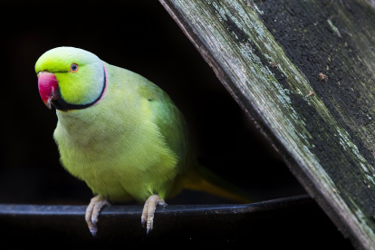 Fotografía de archivo de un ejemplar de cotorra de Kramer.EFE/Nic Bothma