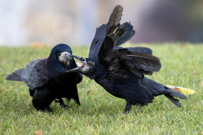 Dos cuervos en el césped del Parque Central Esteban el Grande en un día soleado en Chisinau, Moldavia.