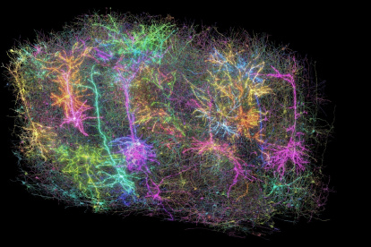 Un subconjunto de más de mil de las neuronas reconstruidas en el proyecto MICrONS. Cada una tiene un color aleatorio diferente en esta representación simbólica de lo que constituye el conjunto de datos.